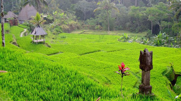 Ubud