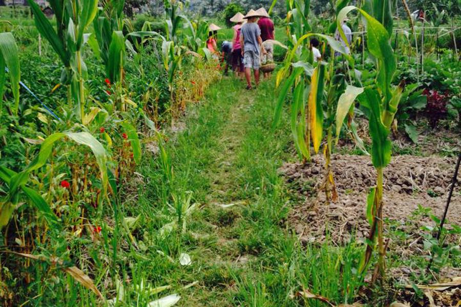 Organic Farm Rice Paddy Balinese Cooking Class Book and 